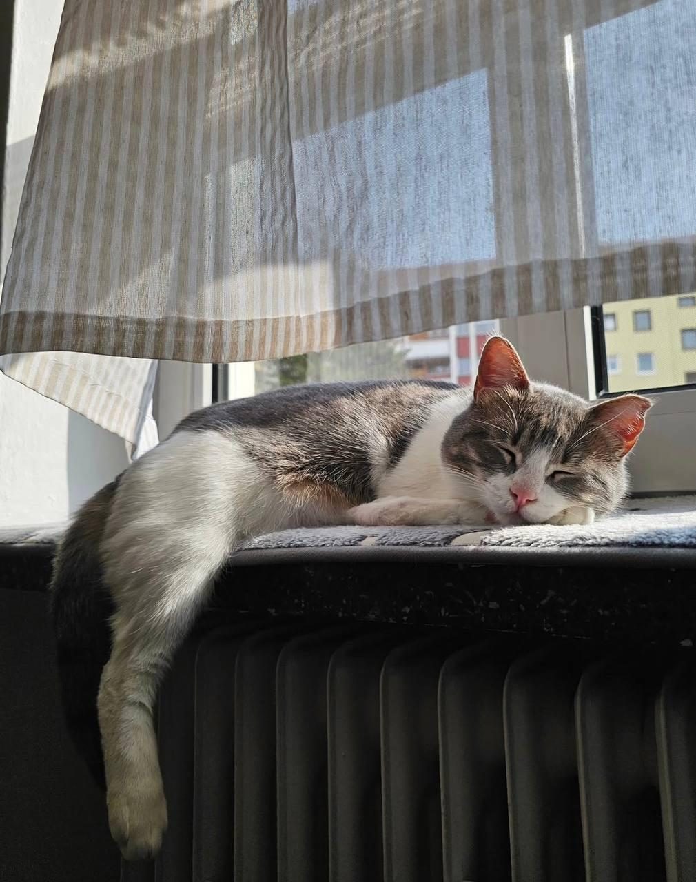 Tabby cat basking in sunlight on windowsill