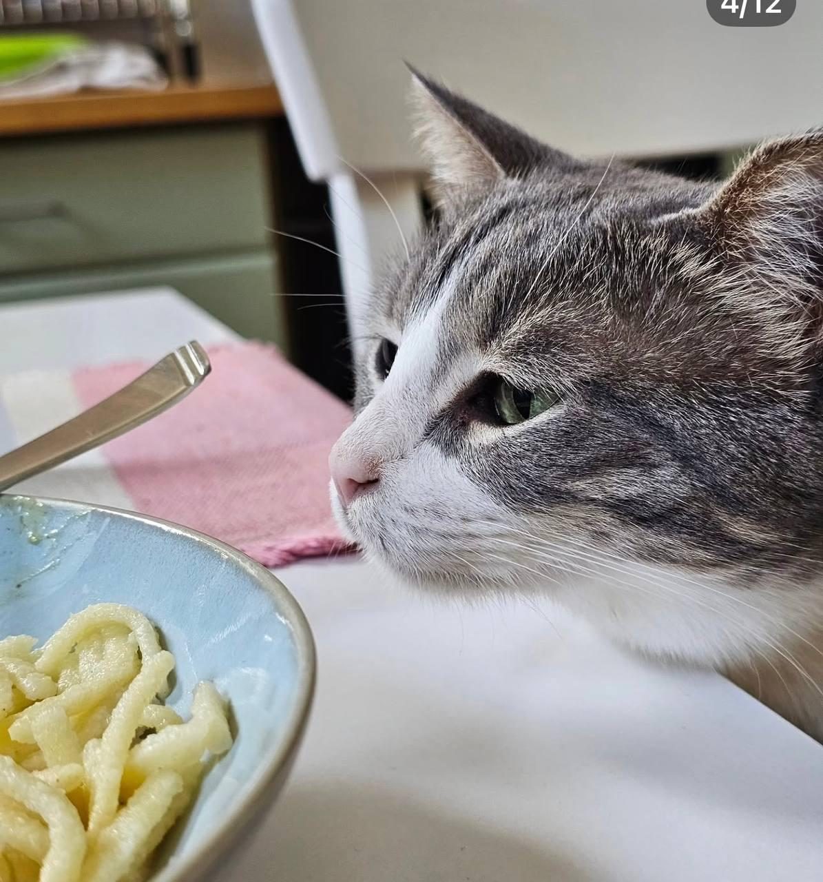 Curious cat sniffing pasta at the dinner table