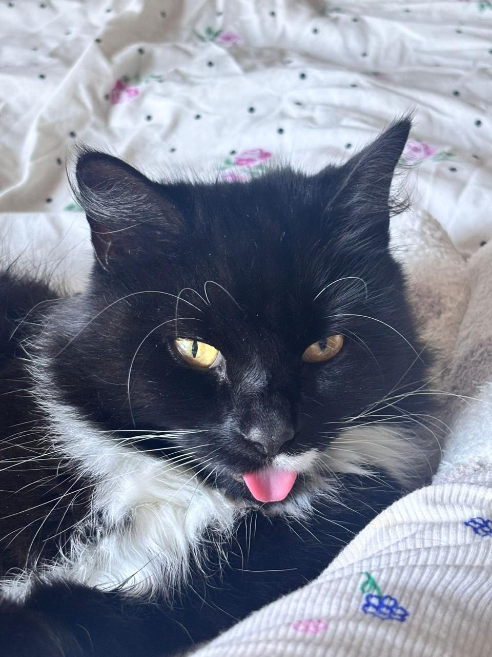 Black-white longhair cat on floral bedding