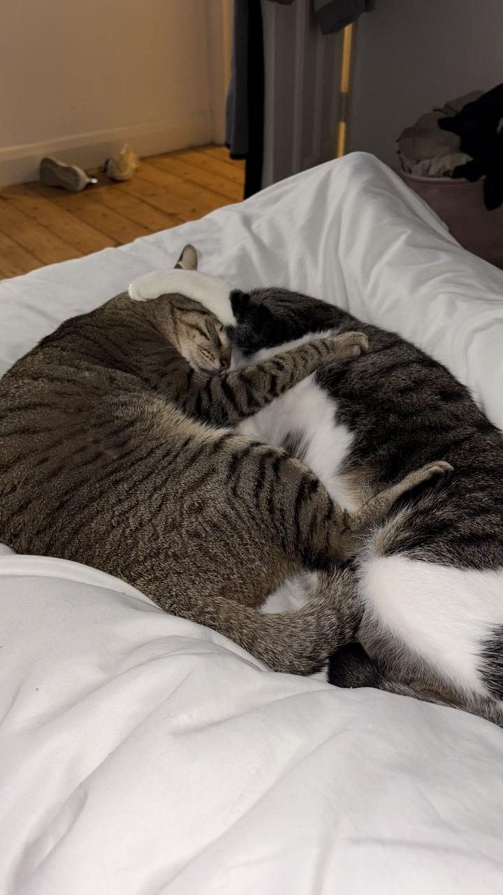 Two adopted grey tabbies cuddling on their new bed