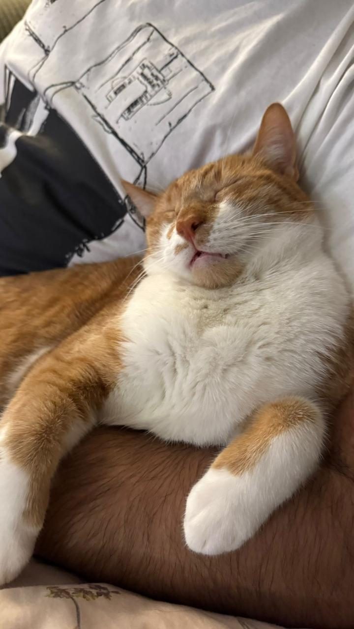 Orange cat sleeping blissfully on owner's lap