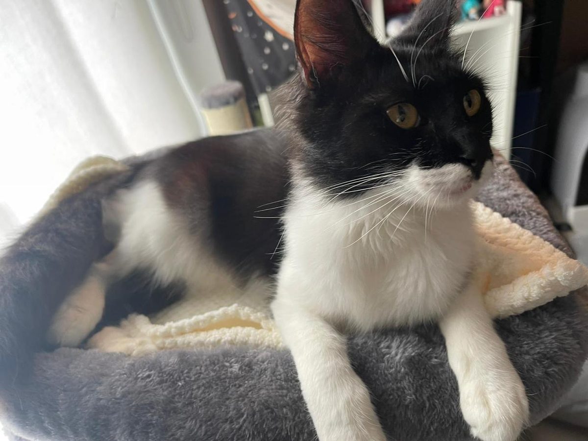 Tuxedo cat relaxing in plush bed at new home