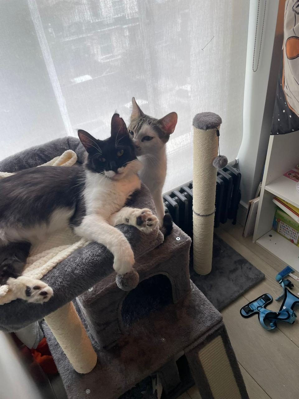 Tuxedo and tabby friends on their cat tree