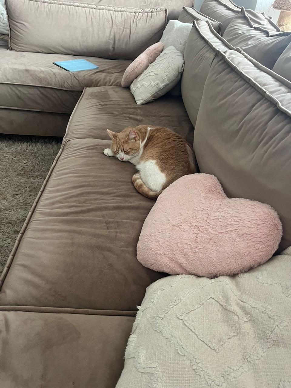 Ginger cat sleeping next to heart-shaped pillow