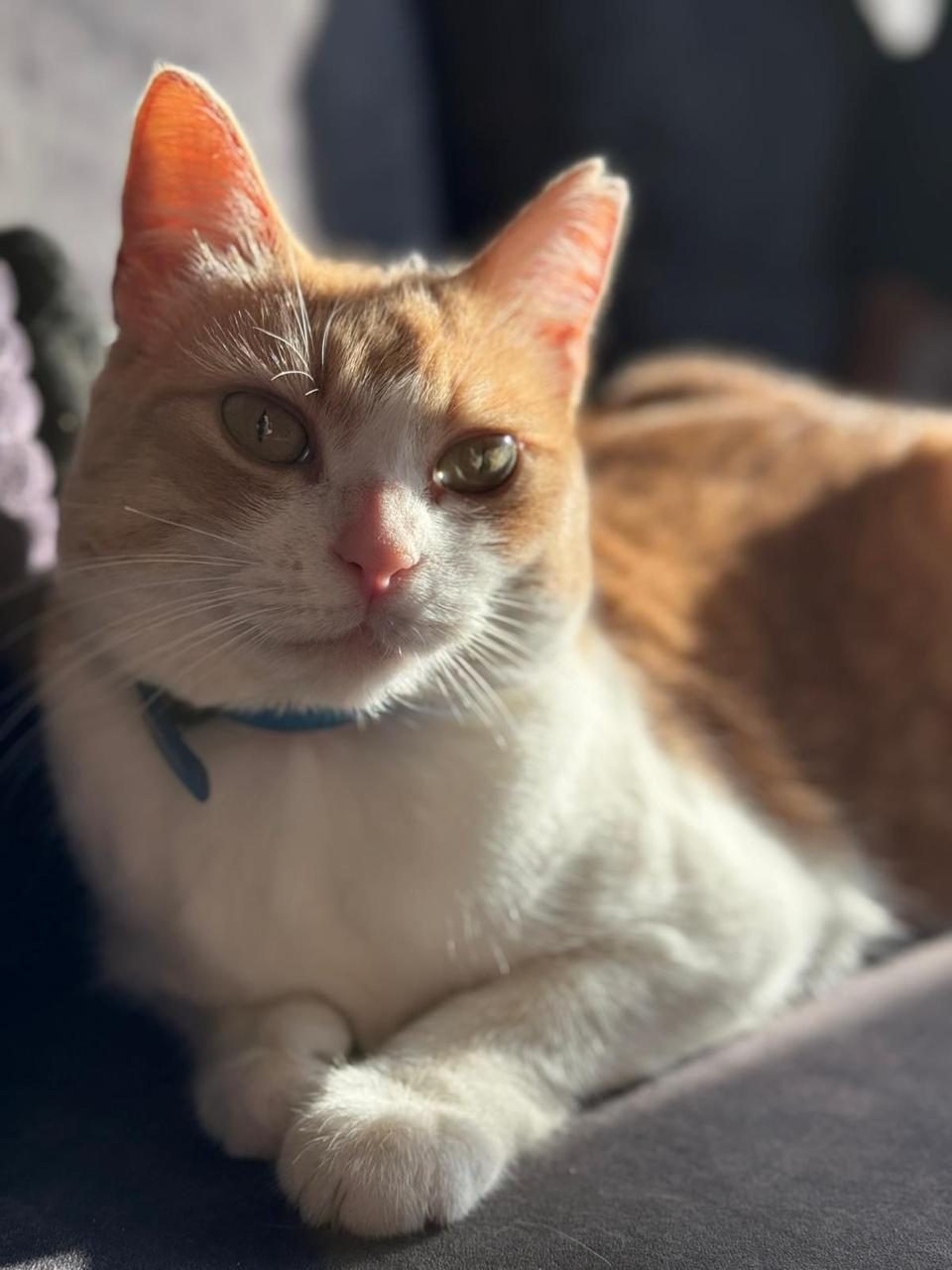 Orange-white cat with blue collar in sunlight