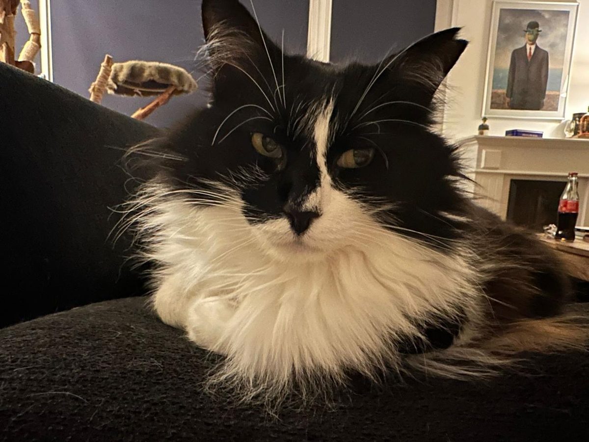 Tuxedo longhair cat close-up portrait