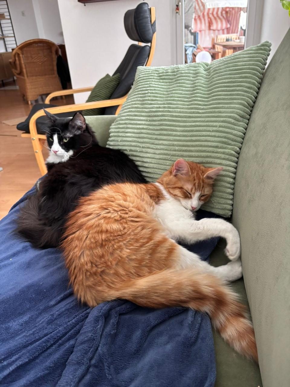 Tuxedo and orange cat cuddling together on sofa