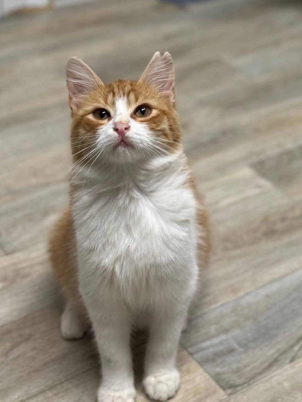 Adorable orange-white kitten looking up