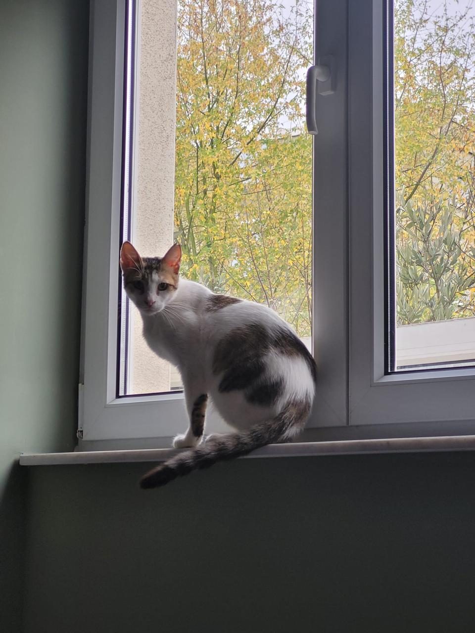 Calico cat on windowsill with autumn trees outside