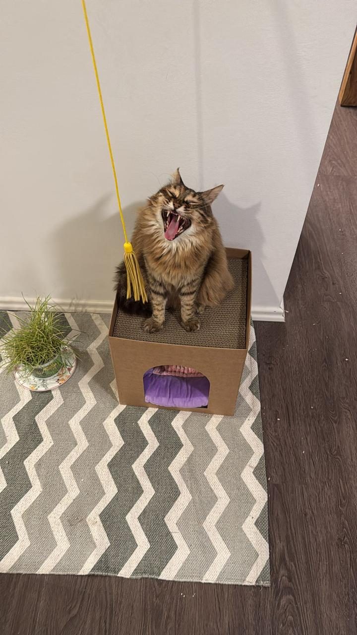 Fluffy tabby yawning on cardboard scratcher