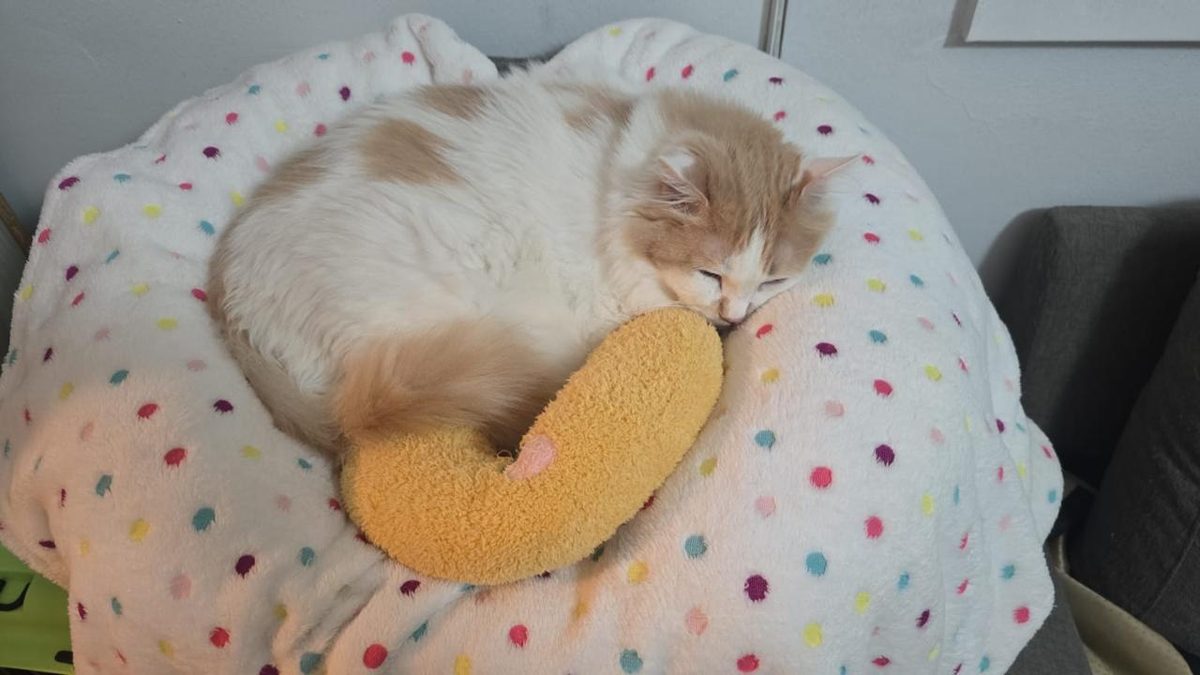 Cream longhair cat sleeping on polka-dot blanket