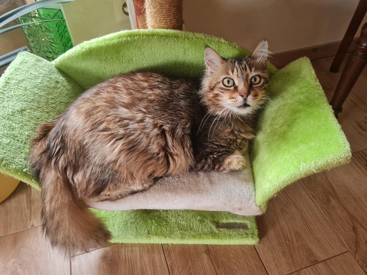 Fluffy tabby in green cat bed looking at camera
