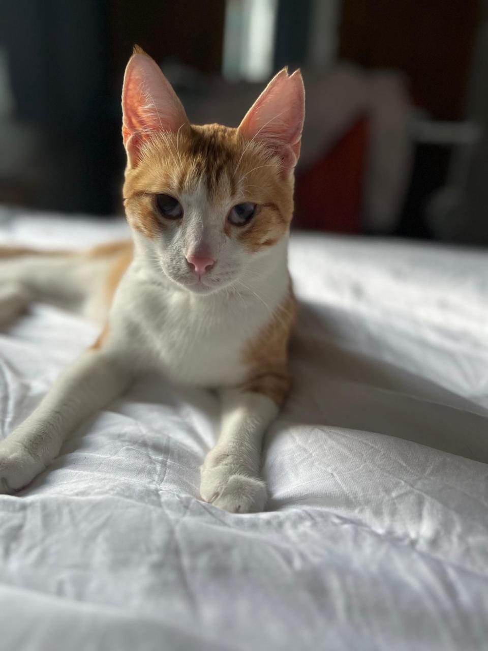 Orange-white kitten with beautiful bokeh background