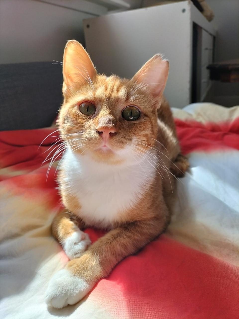 Ginger-white cat close-up with green eyes
