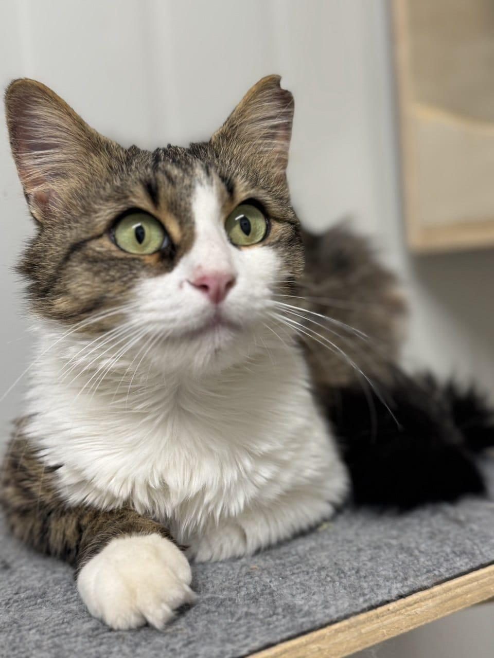 Tabby-white cat with green eyes on shelf