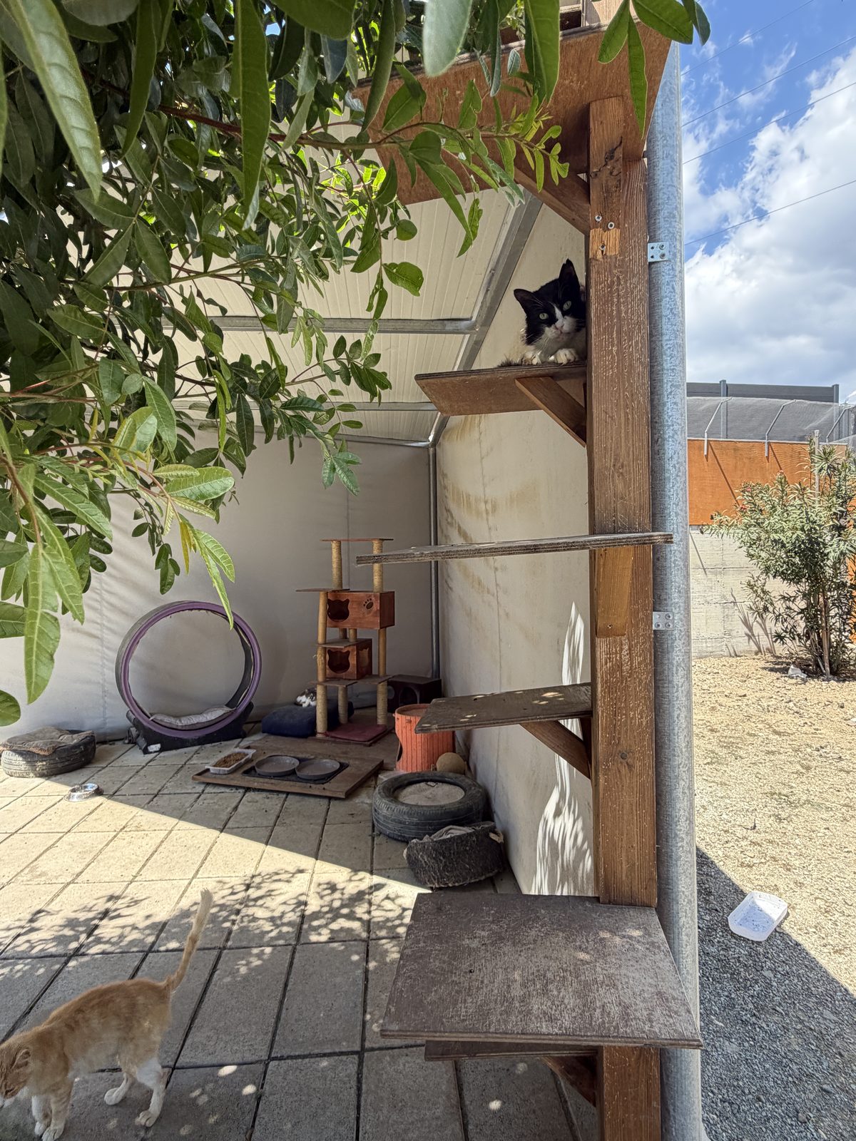 Cat play area with exercise wheel and climbing structures
