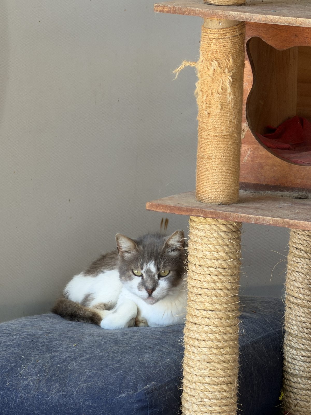 Grey and white cat relaxing on blue cushion
