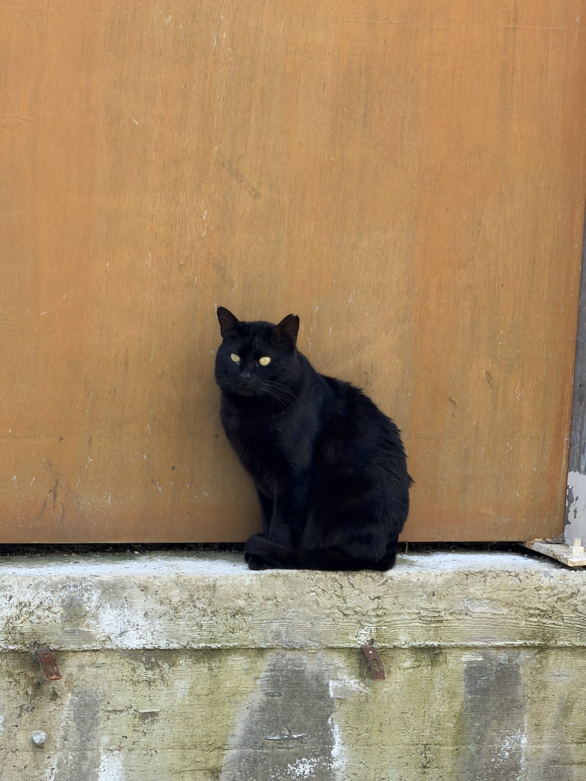 Beautiful black cat with bright green eyes