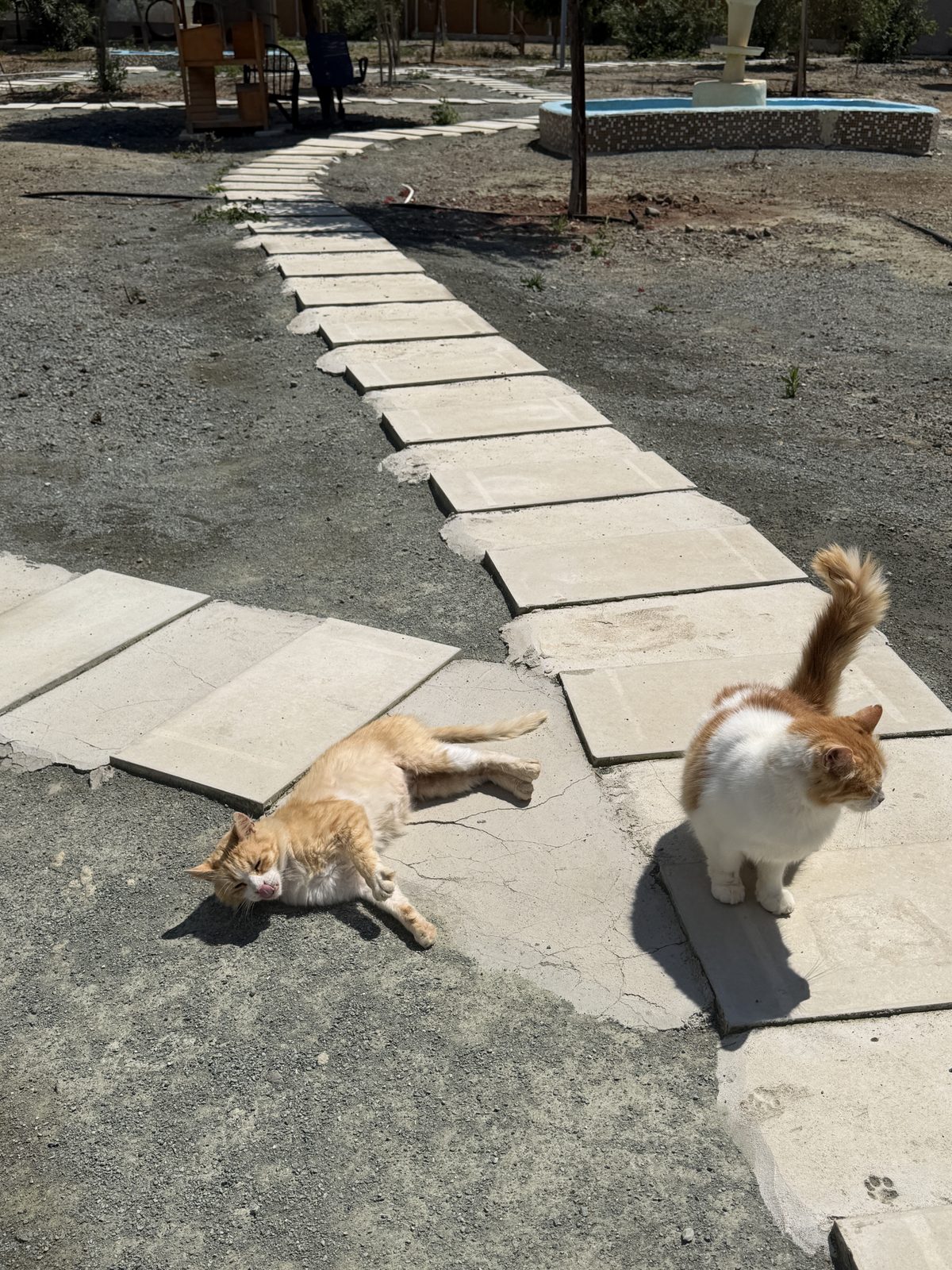 Two playful ginger cats on stone pathway