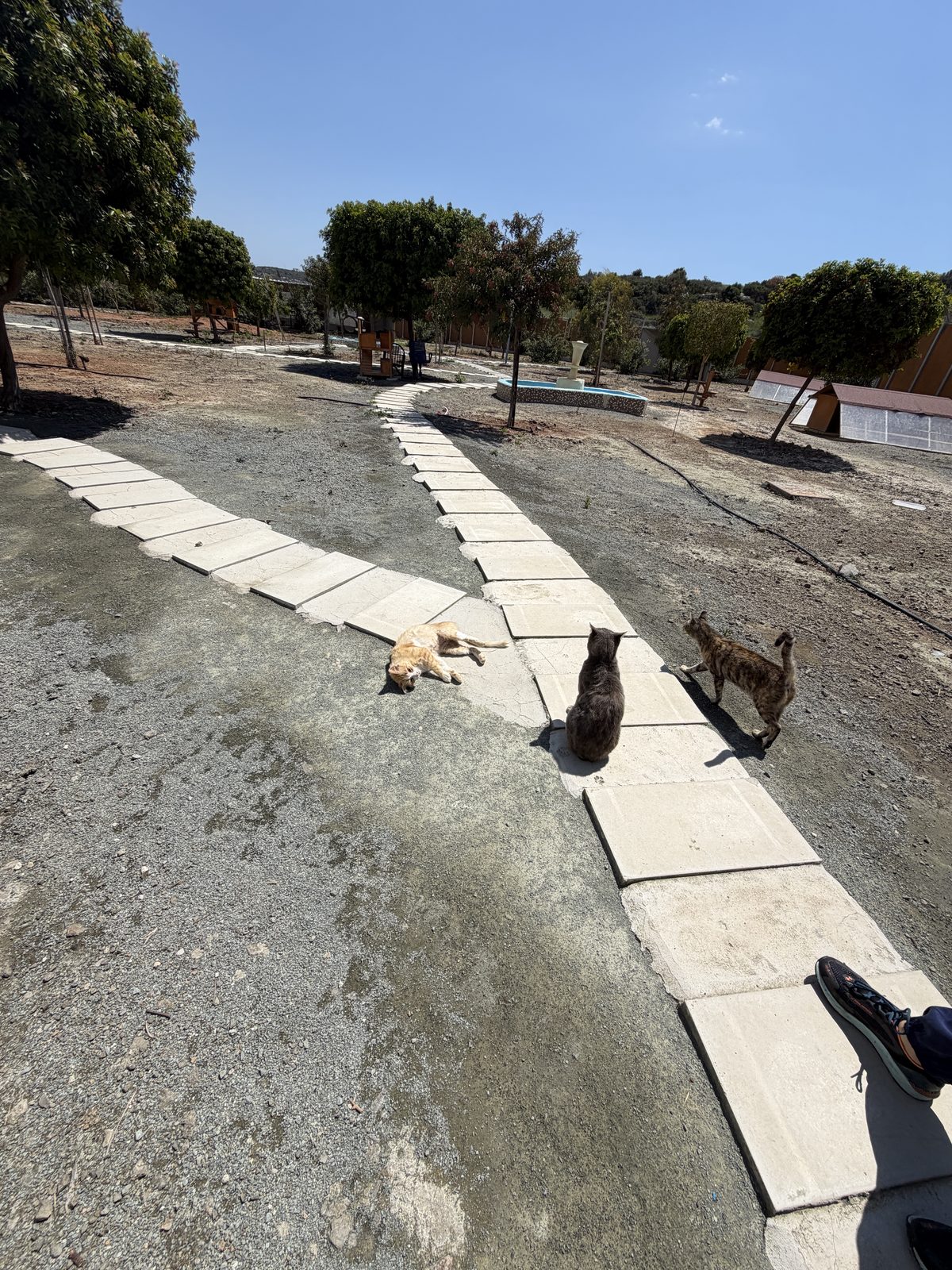 Three cats enjoying the sunshine on the shelter's stone pathway