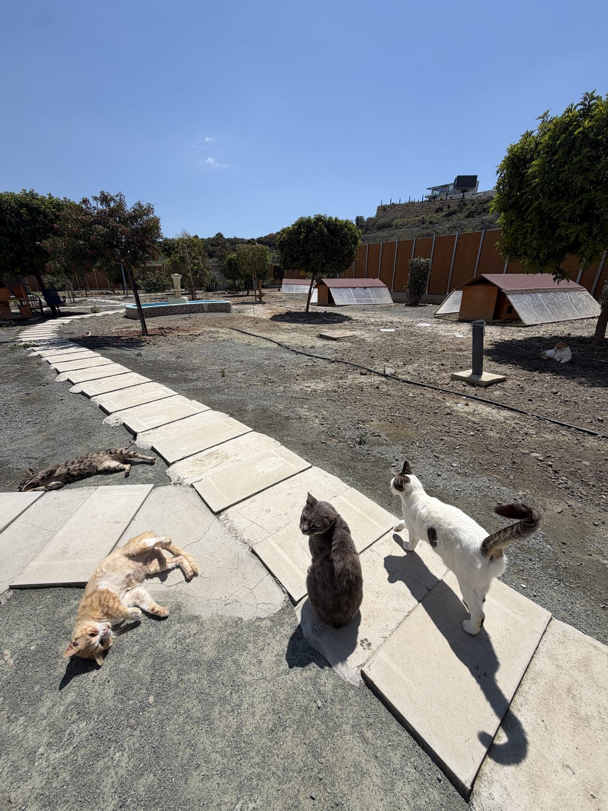 Cats relaxing at Whiskers Oasis shelter with Mediterranean landscape