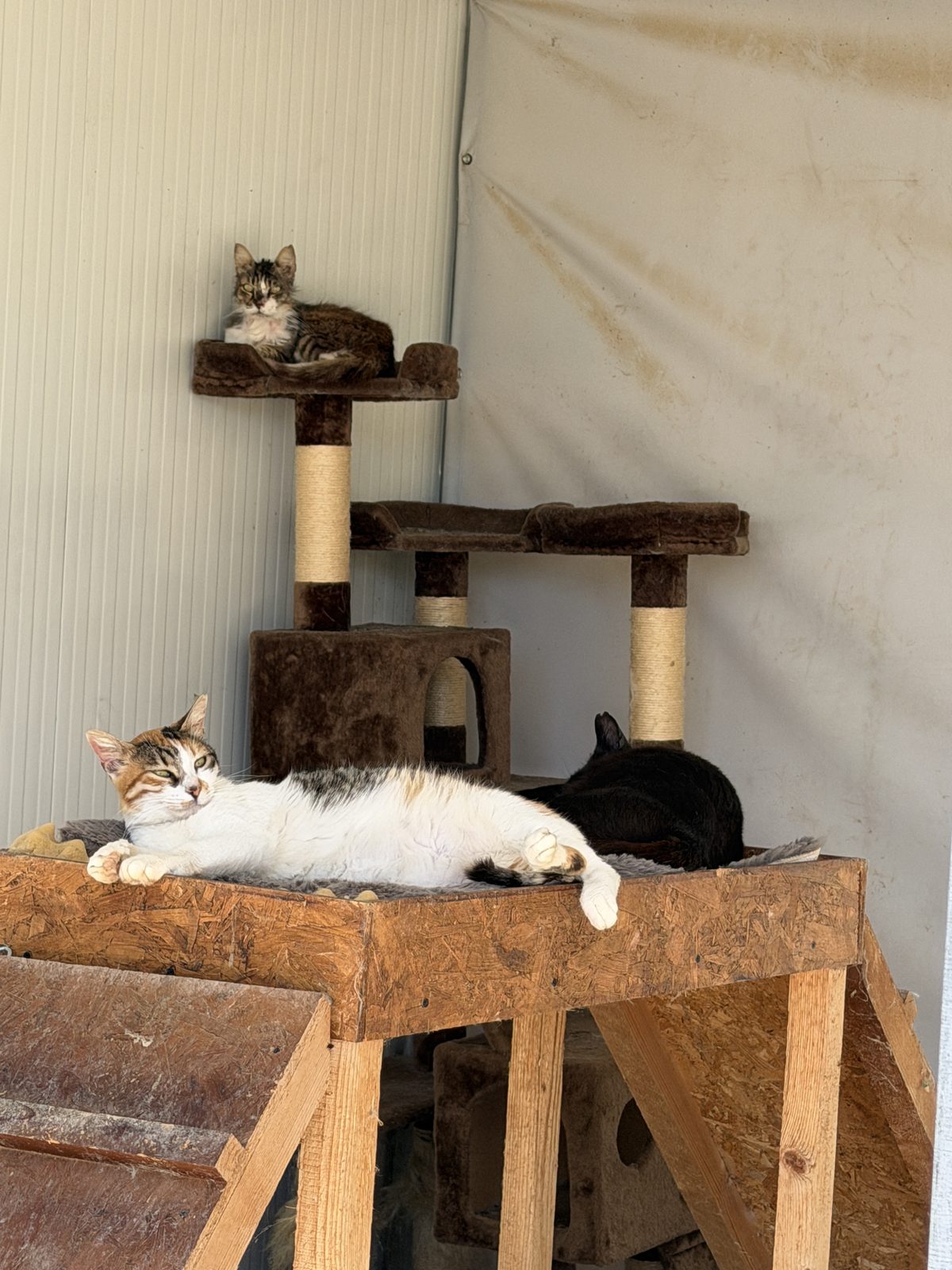 Three cats cuddling together on a cozy cat tree
