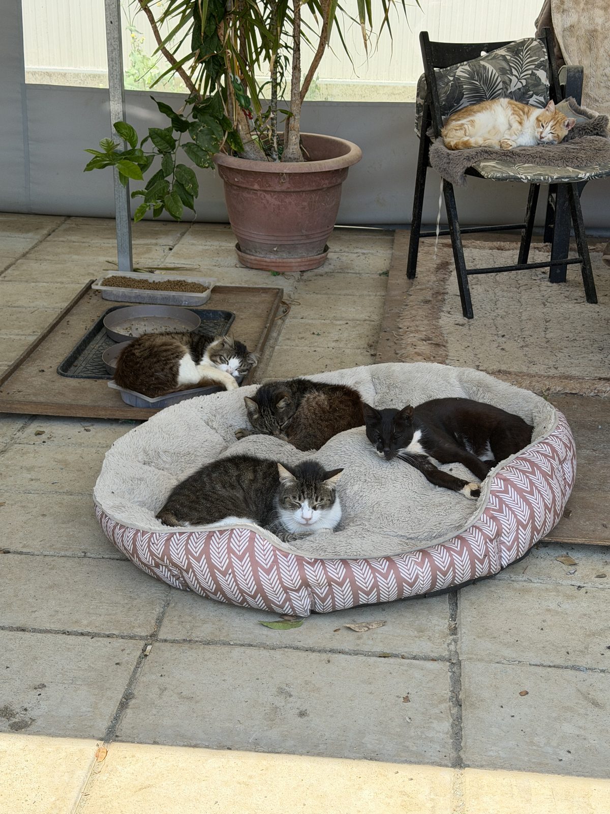 Five cats cuddled together in a cozy shelter bed at Whiskers Oasis